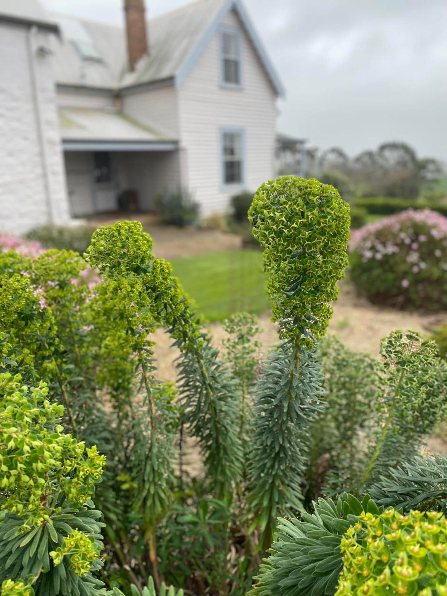 Robin Hoods Well Farm Stay Sassafras Exterior foto